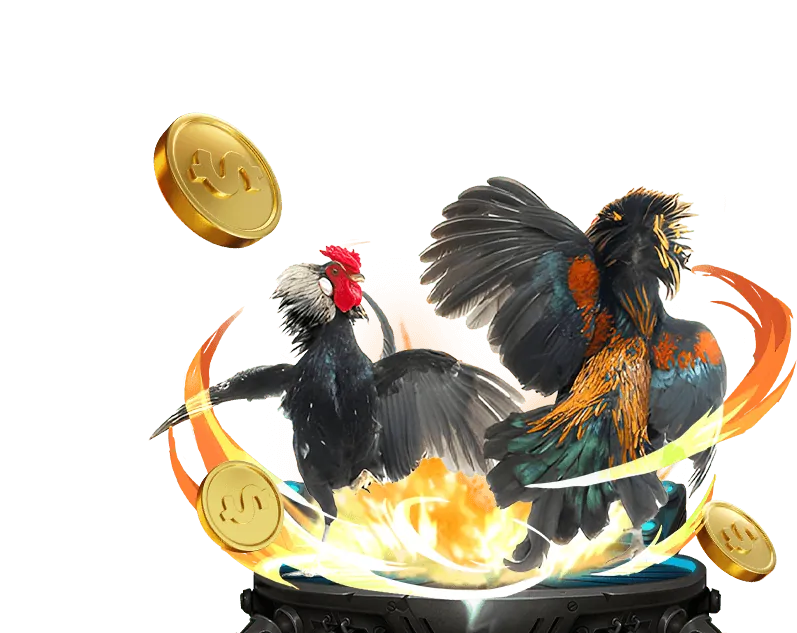 Người chơi phân tích chiến kê trước trận đấu